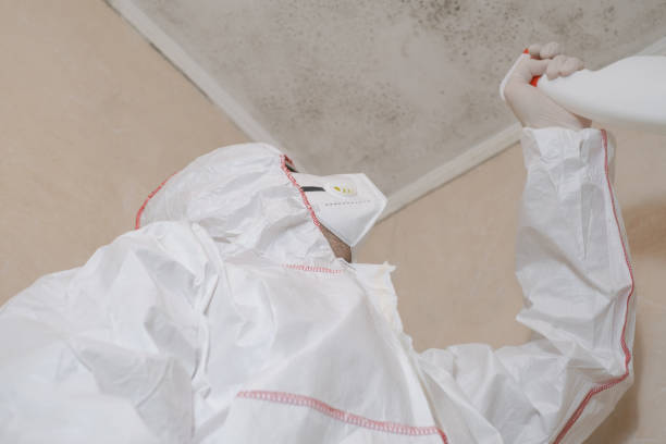 Professional Mold Remediation in Seven Fields, PA